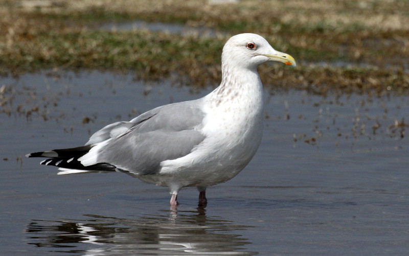 f:id:digibirds:20190317165702j:plain f:id:digibirds:20190317165702j:plain