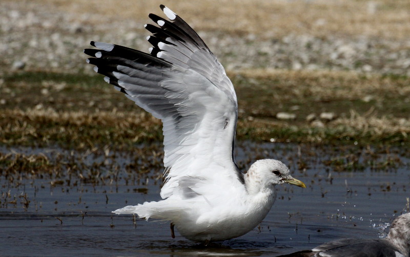 f:id:digibirds:20190317165724j:plain f:id:digibirds:20190317165724j:plain
