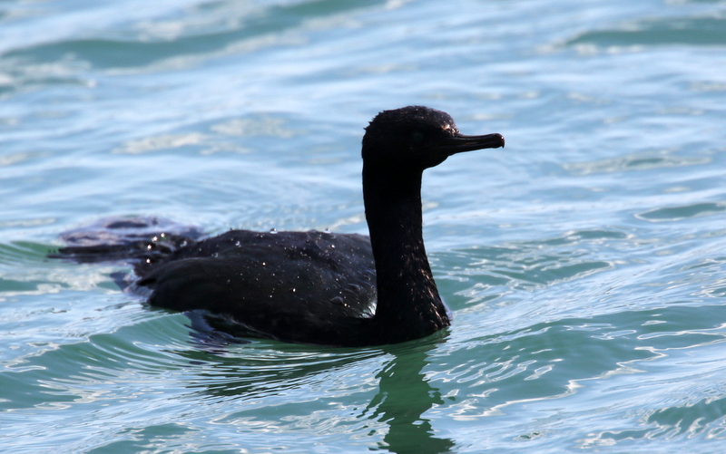 f:id:digibirds:20190317235655j:plain