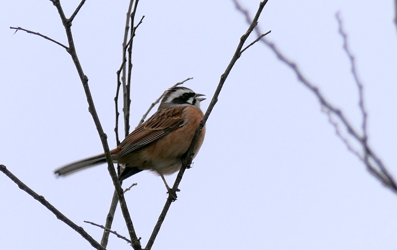 f:id:digibirds:20190318180504j:plain