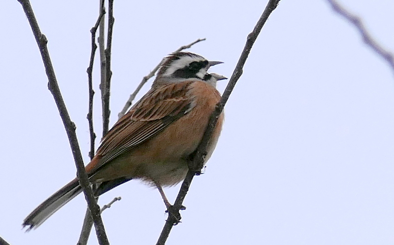 f:id:digibirds:20190318180543j:plain