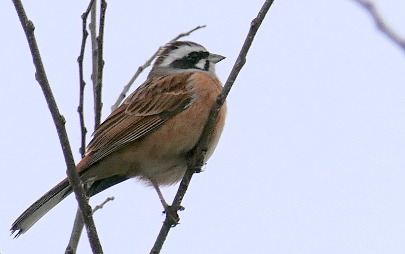 f:id:digibirds:20190318180605j:plain
