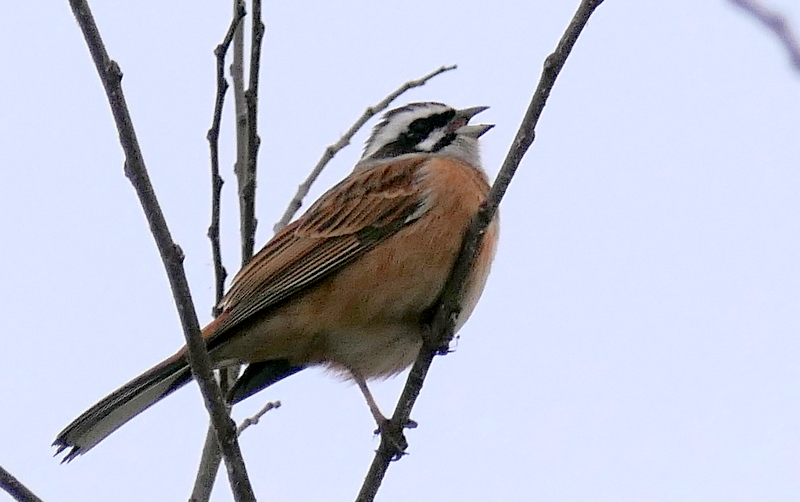 f:id:digibirds:20190318180623j:plain