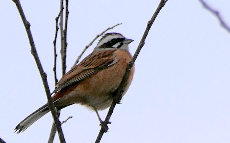 f:id:digibirds:20190318180641j:plain