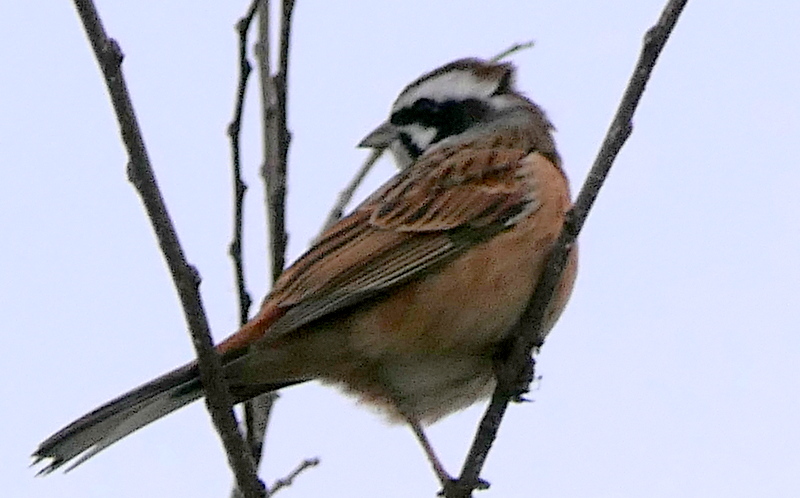 f:id:digibirds:20190318180701j:plain