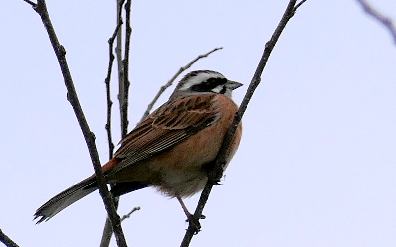 f:id:digibirds:20190318180716j:plain