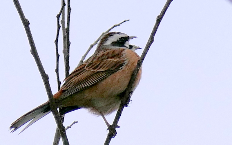 f:id:digibirds:20190318180733j:plain