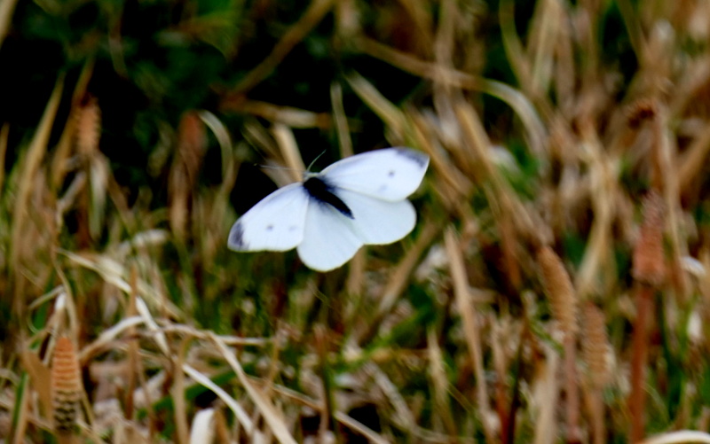 f:id:digibirds:20190322152159j:plain f:id:digibirds:20190322152159j:plain