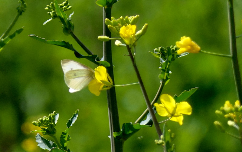 f:id:digibirds:20190322152215j:plain f:id:digibirds:20190322152215j:plain
