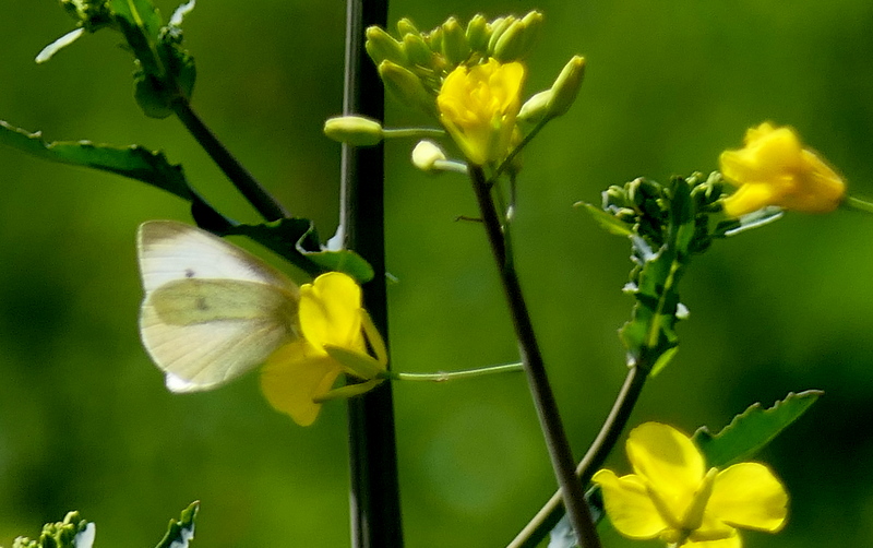 f:id:digibirds:20190322152232j:plain f:id:digibirds:20190322152232j:plain