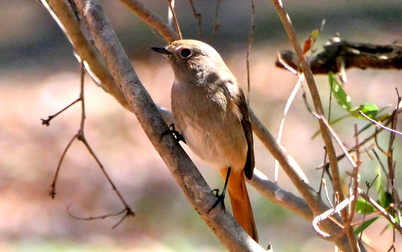 f:id:digibirds:20190324144201j:plain
