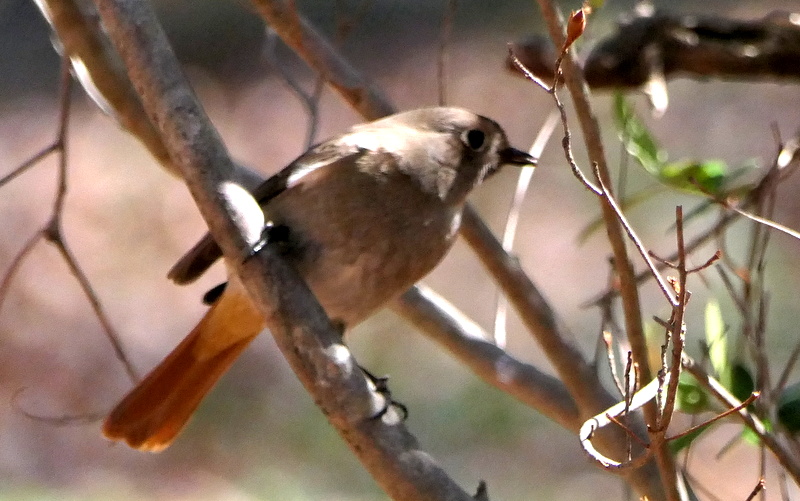 f:id:digibirds:20190324144213j:plain