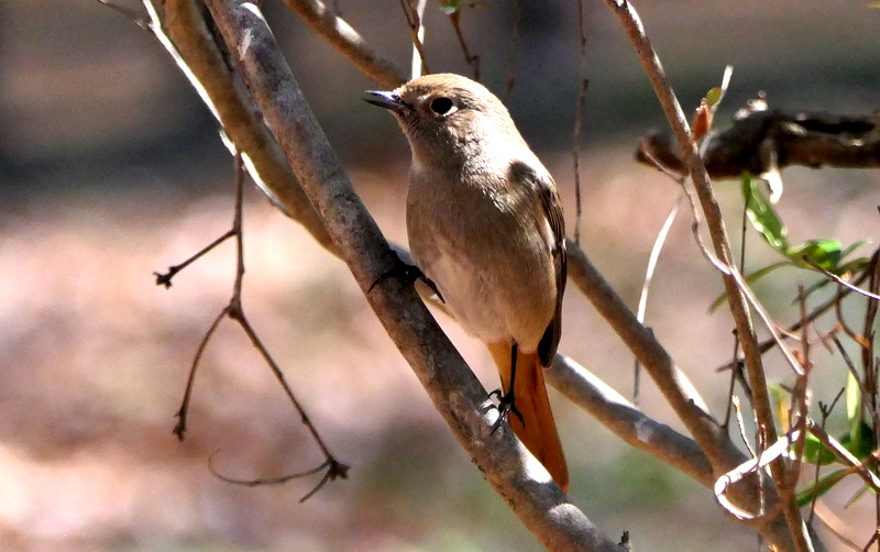 f:id:digibirds:20190324144231j:plain