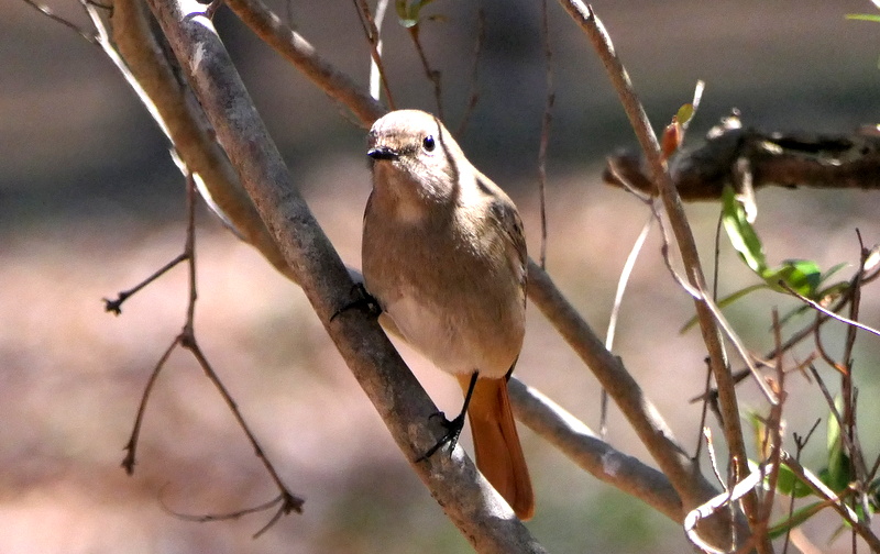 f:id:digibirds:20190324144253j:plain