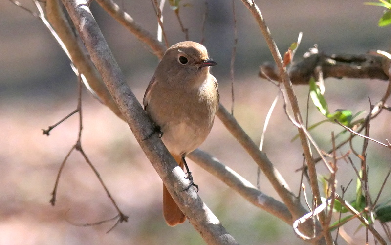 f:id:digibirds:20190324144331j:plain