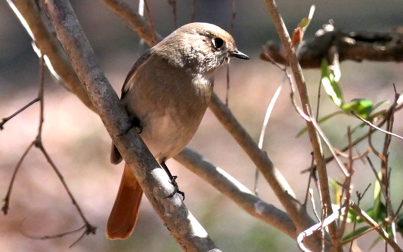 f:id:digibirds:20190324144347j:plain