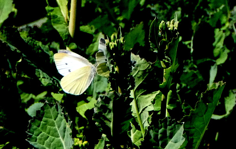 f:id:digibirds:20190324213955j:plain