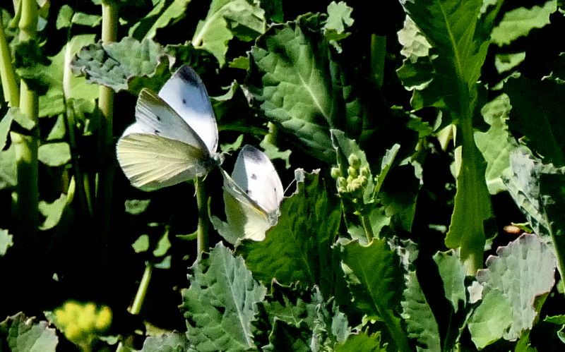 f:id:digibirds:20190324214045j:plain