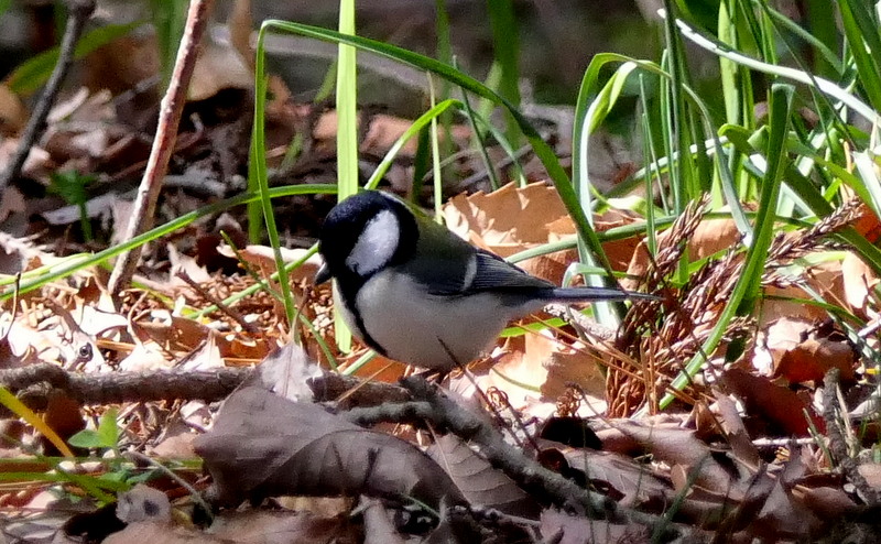 f:id:digibirds:20190324215719j:plain
