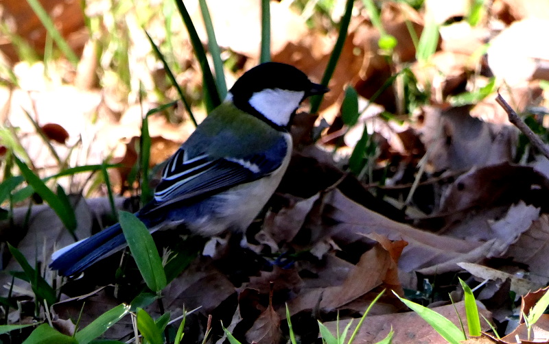 f:id:digibirds:20190324235207j:plain