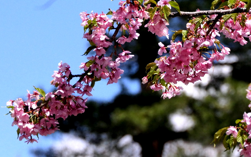 f:id:digibirds:20190324235715j:plain