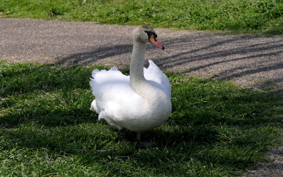 f:id:digibirds:20190328050145j:plain