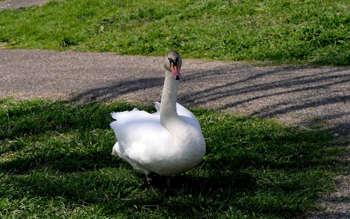 f:id:digibirds:20190328050218j:plain