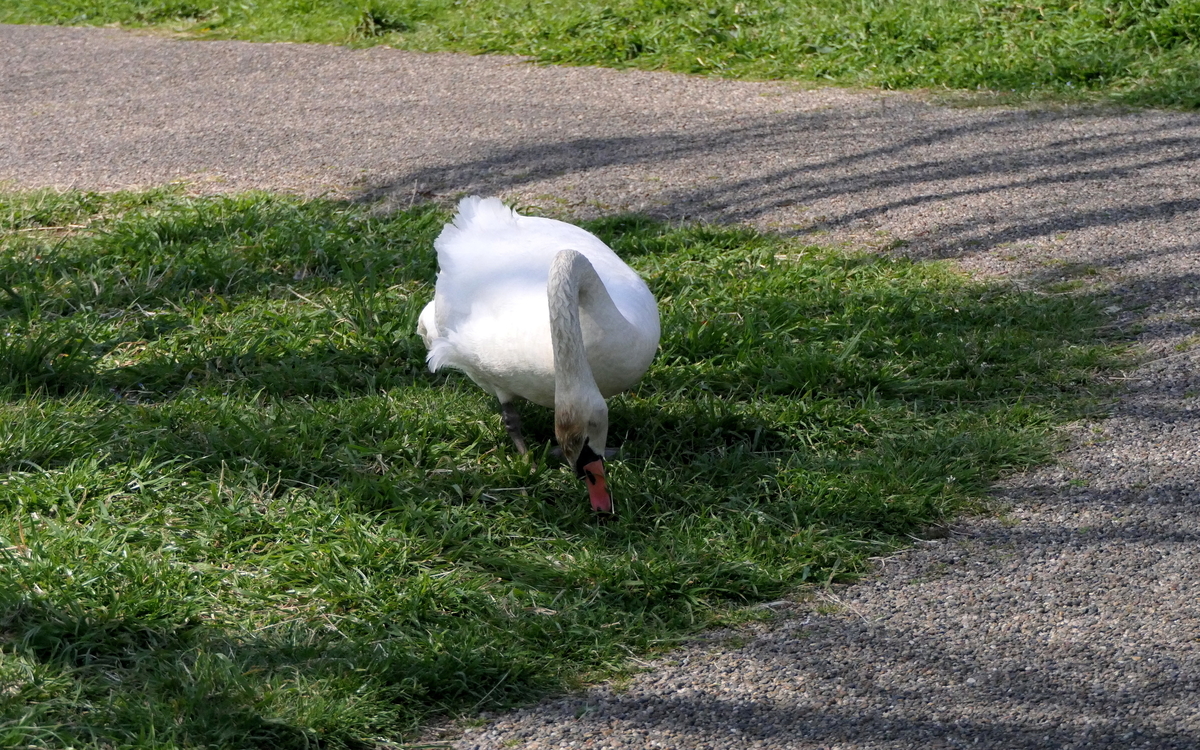 f:id:digibirds:20190328050300j:plain