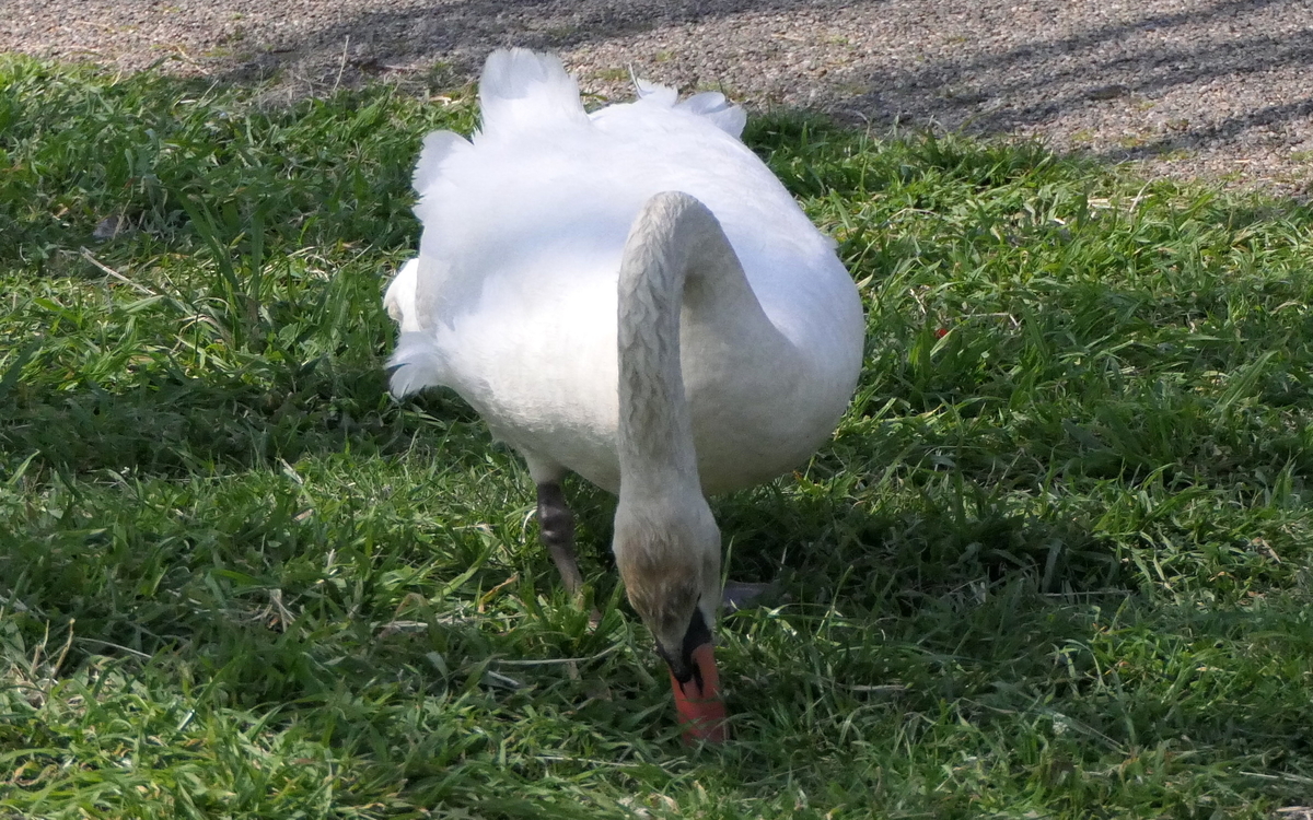 f:id:digibirds:20190328050338j:plain