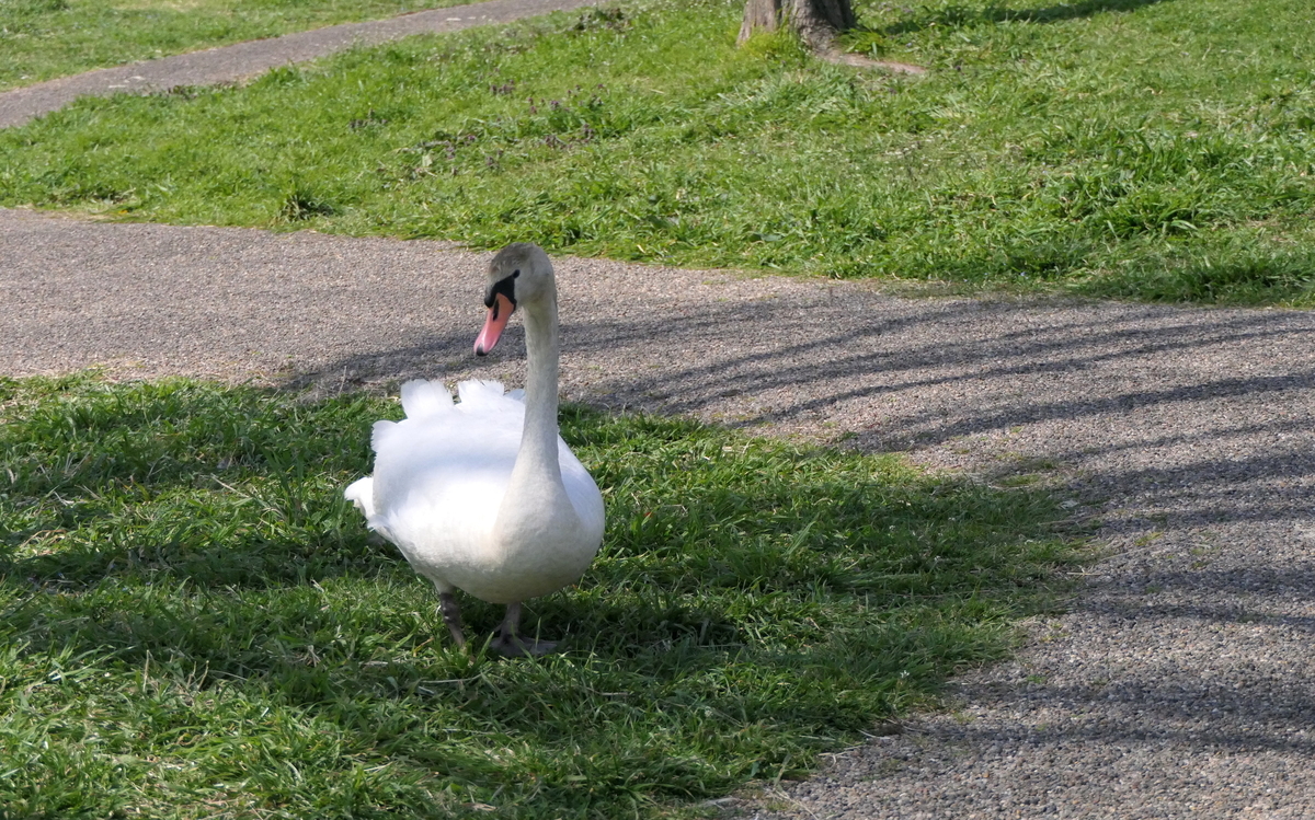 f:id:digibirds:20190328050414j:plain