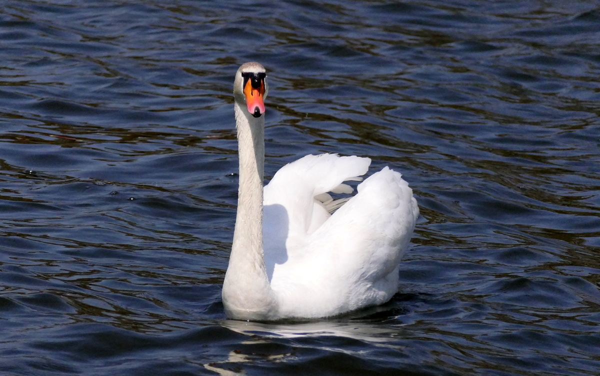 f:id:digibirds:20190328050449j:plain