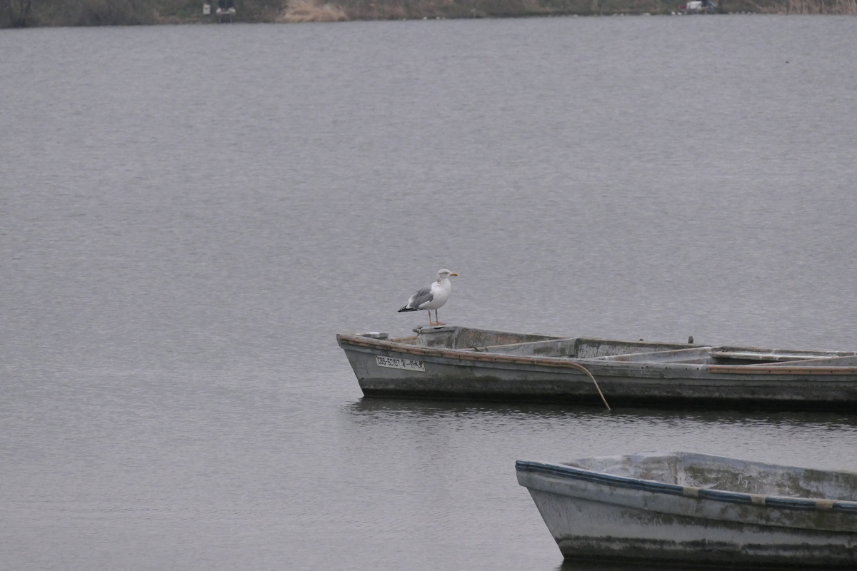 f:id:digibirds:20190331233507j:plain