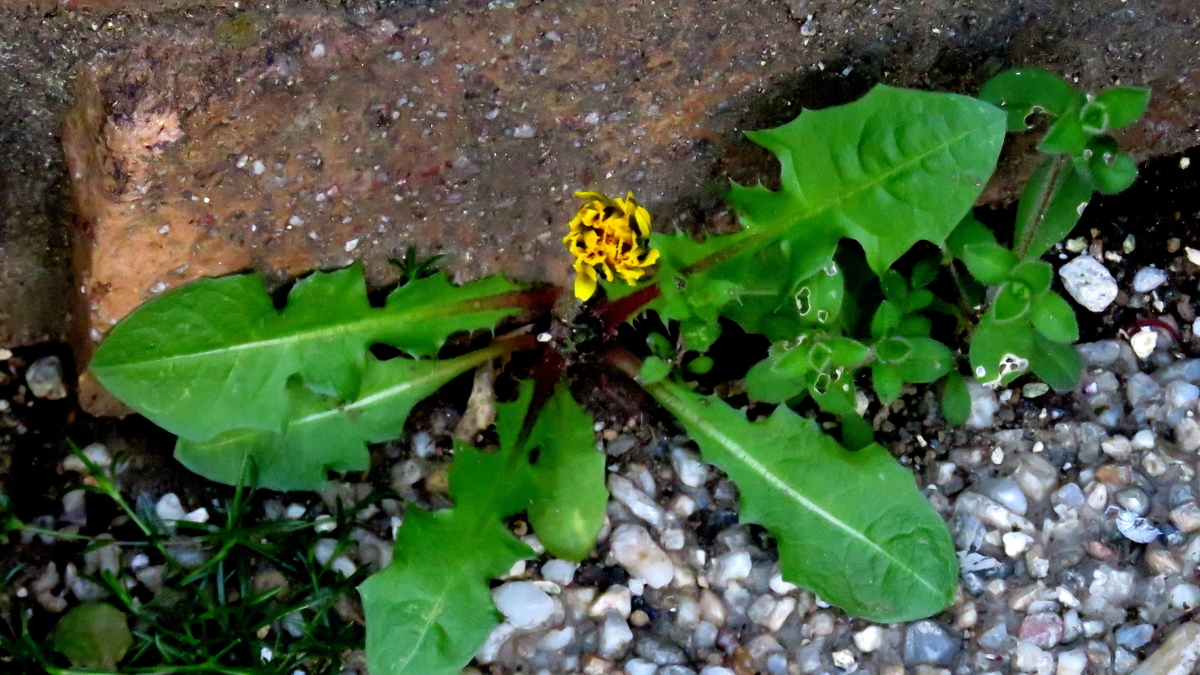 f:id:digibirds:20190418114747j:plain