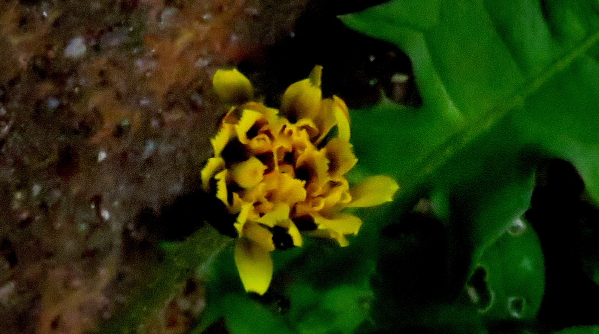 f:id:digibirds:20190418114812j:plain