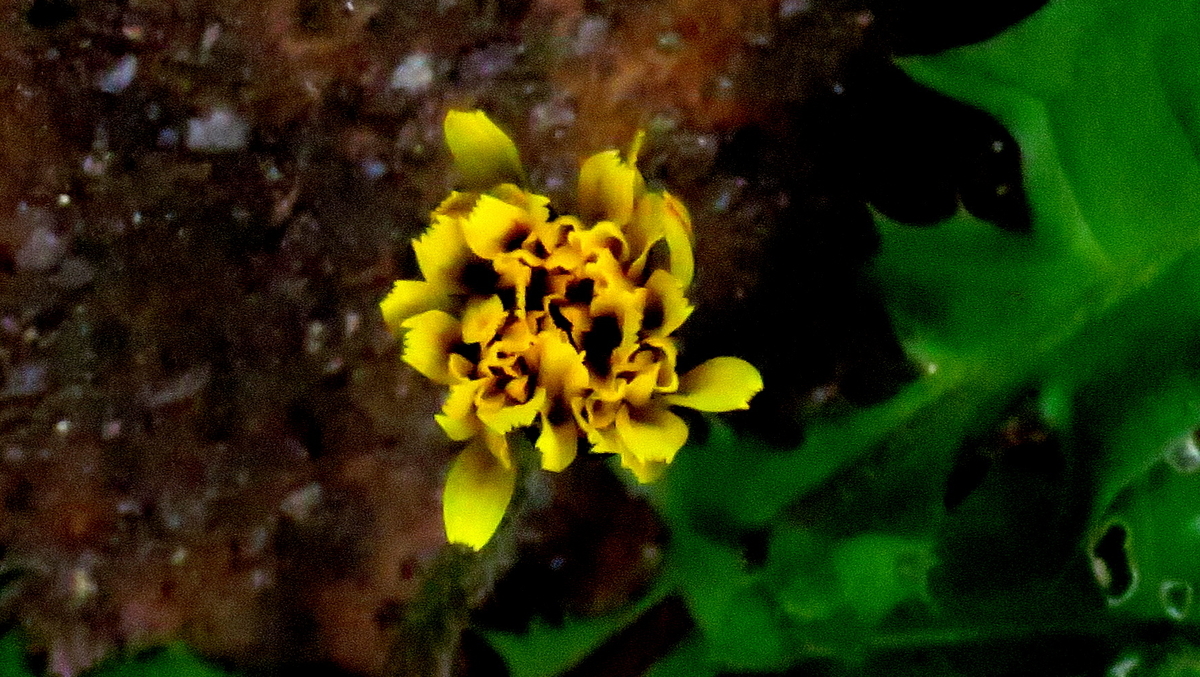 f:id:digibirds:20190418114834j:plain