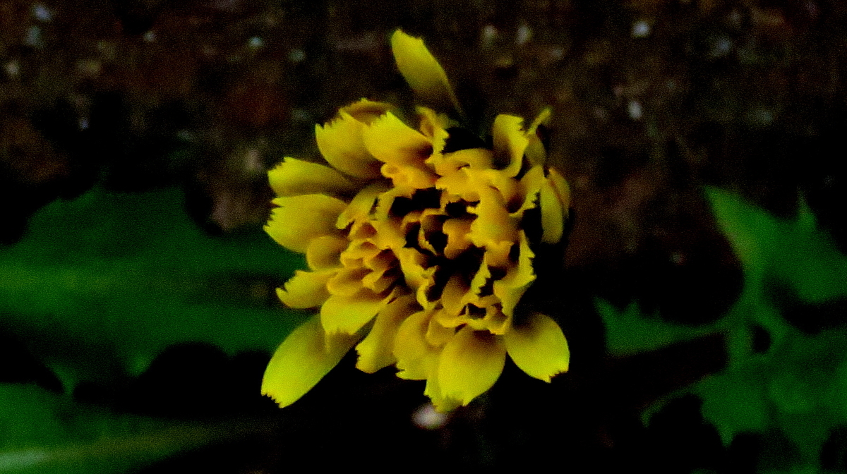 f:id:digibirds:20190418114857j:plain