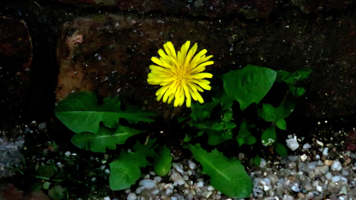 f:id:digibirds:20190418115004j:plain