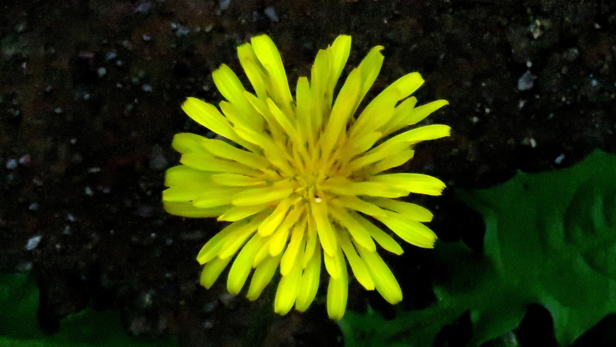 f:id:digibirds:20190418115031j:plain