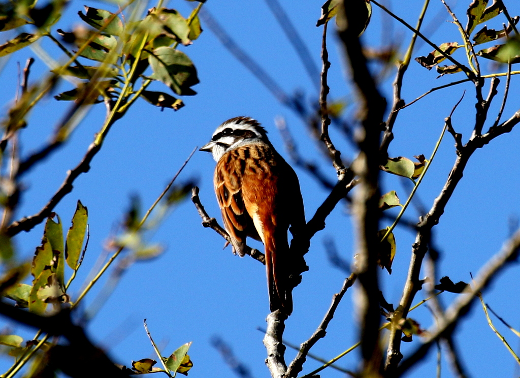 f:id:digibirds:20191105134625j:plain