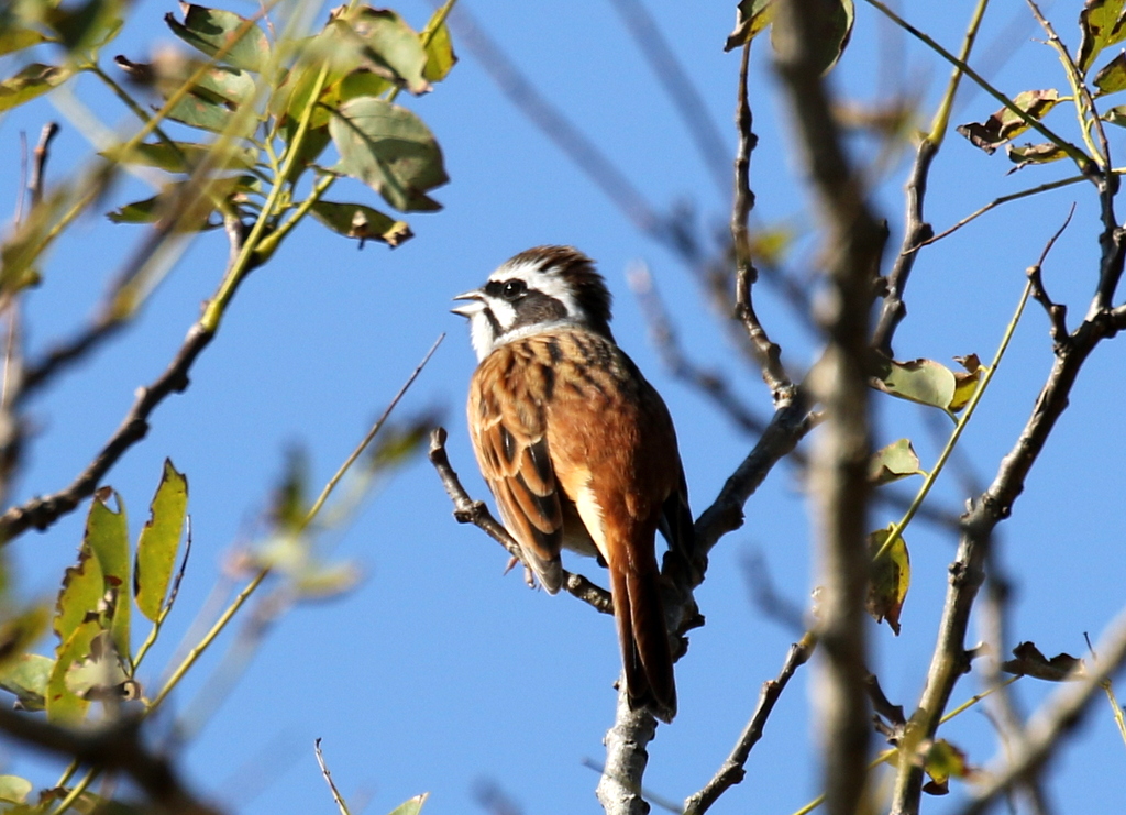 f:id:digibirds:20191105134648j:plain