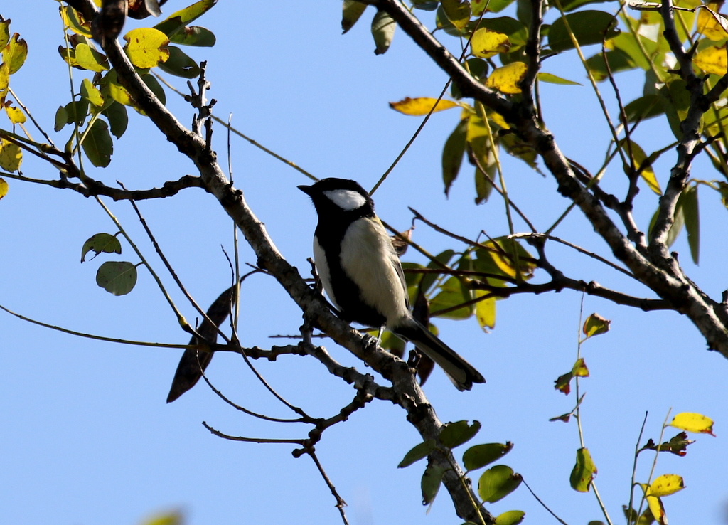 f:id:digibirds:20191105134707j:plain
