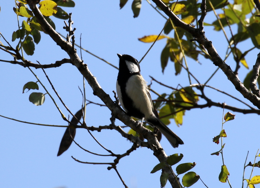 f:id:digibirds:20191105134741j:plain