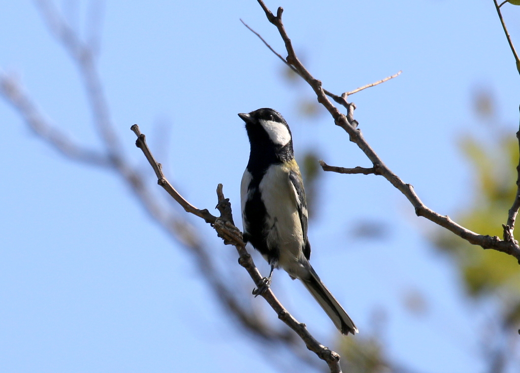 f:id:digibirds:20191106020645j:plain