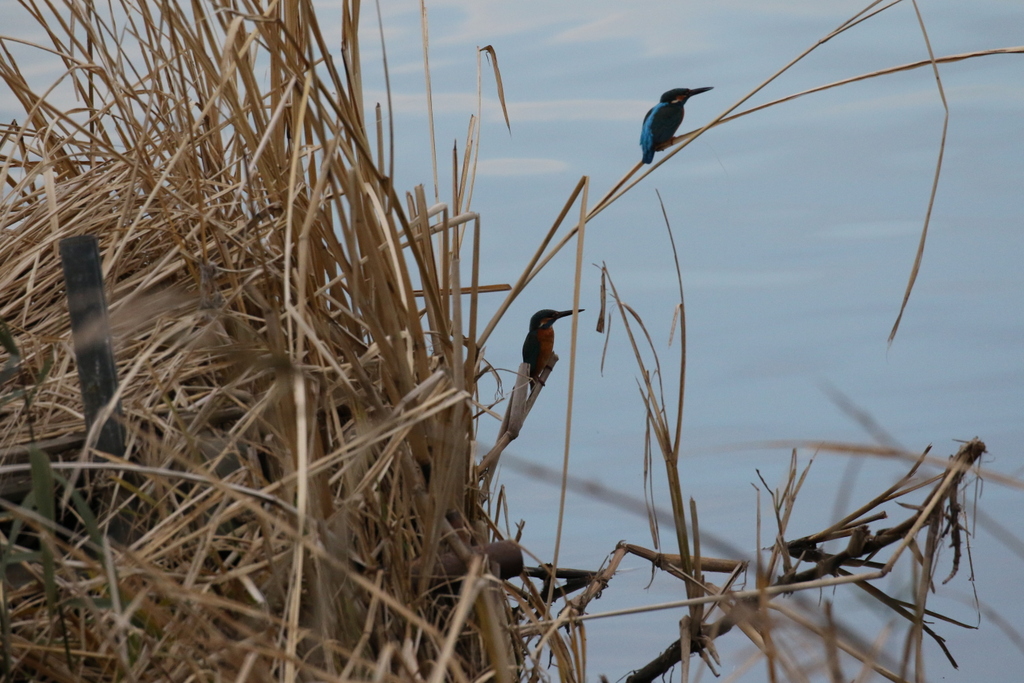 f:id:digibirds:20191206195144j:plain