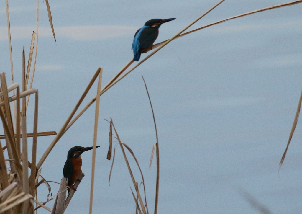 f:id:digibirds:20191206195203j:plain