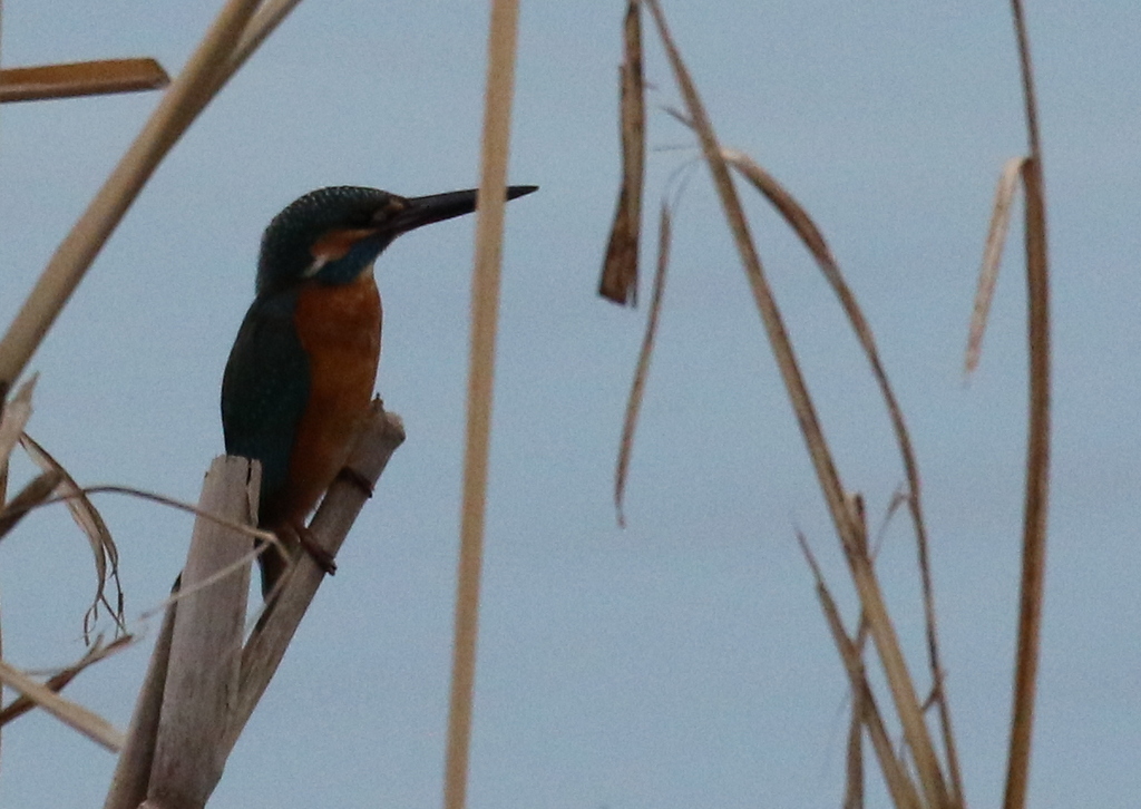 f:id:digibirds:20191206195220j:plain