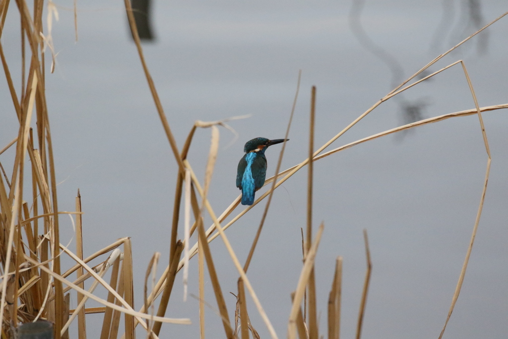 f:id:digibirds:20191206195238j:plain