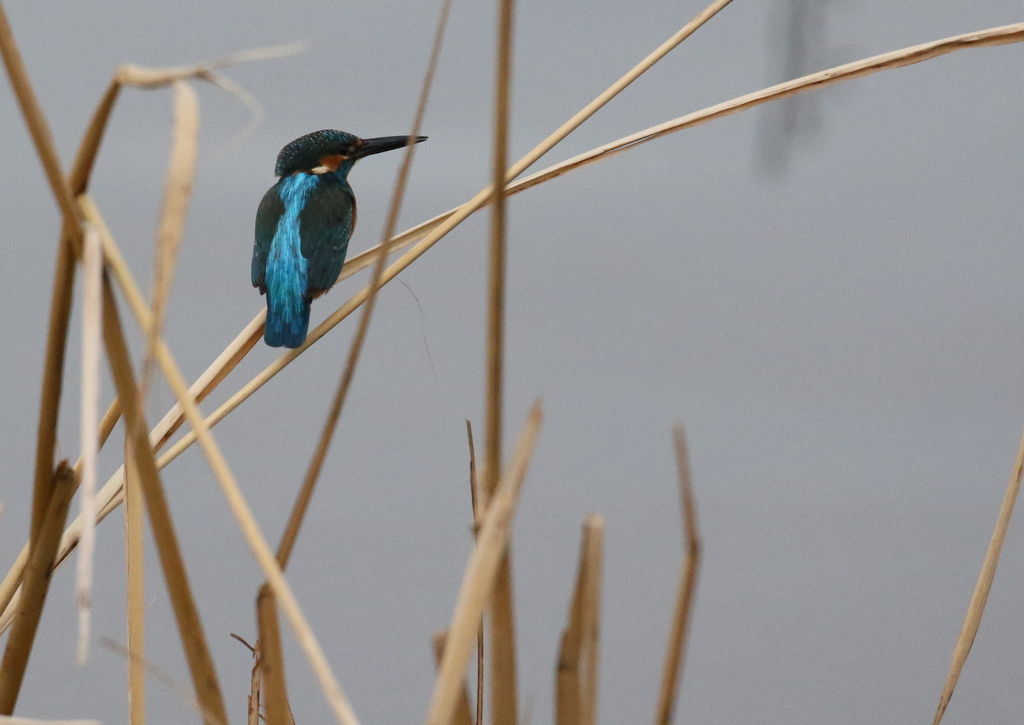 f:id:digibirds:20191206195255j:plain