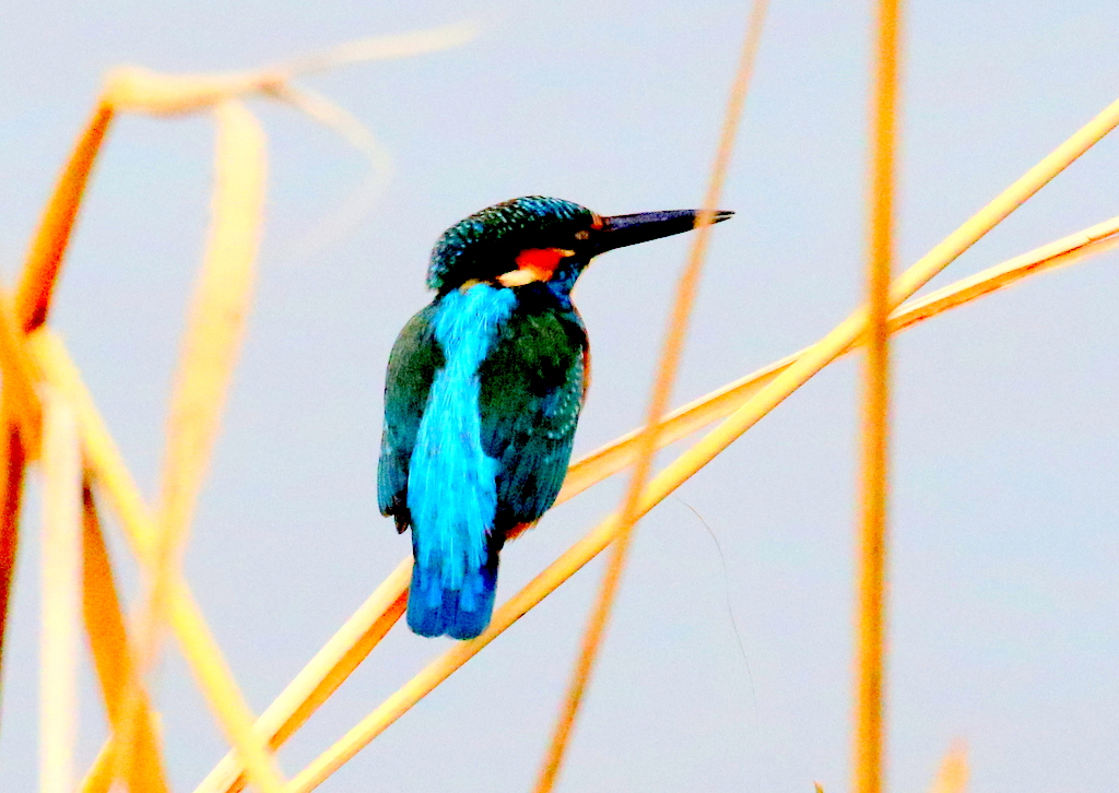 f:id:digibirds:20191206195318j:plain
