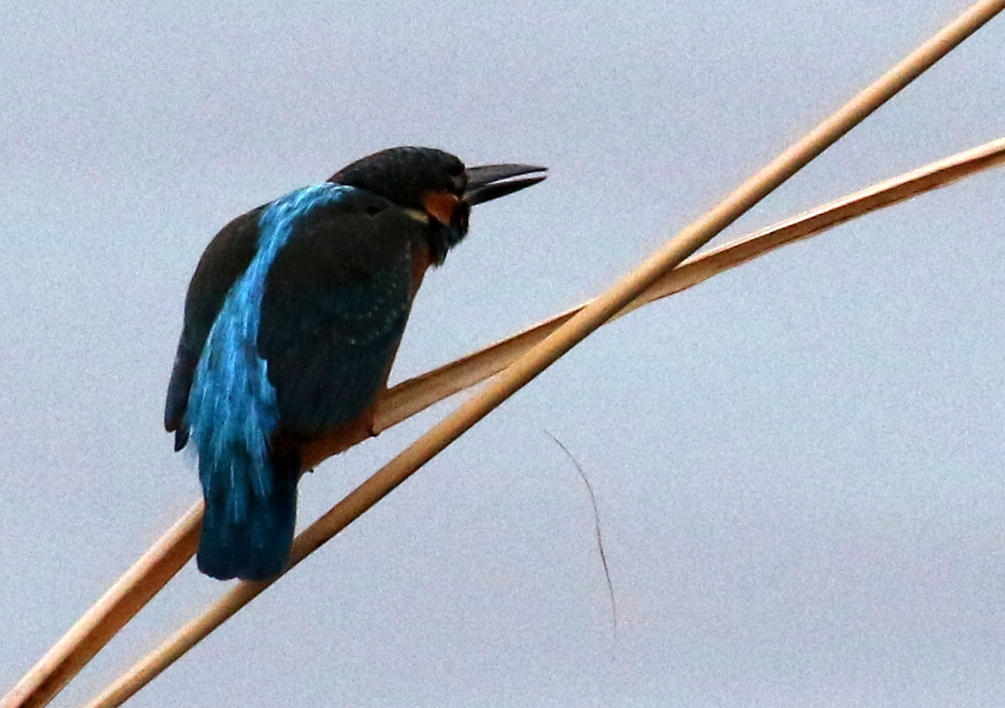 f:id:digibirds:20191207020717j:plain